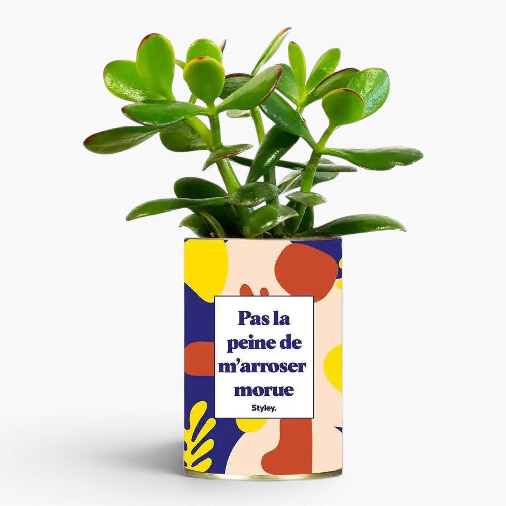 Pacchetto DU POT'ENTIEL
