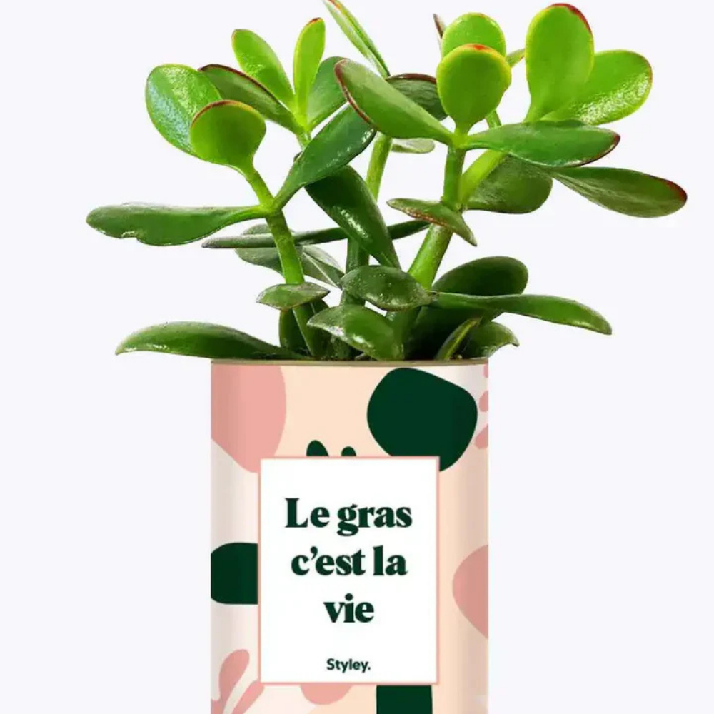 Pacchetto DU POT'ENTIEL
